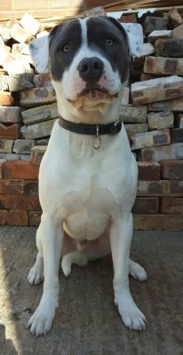 handsomedogs:  Scully 9 months old scared of the dark 