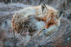 wolverxne:  Sleepy Fox | by: Ivan Kislov