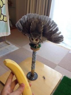 theveganwonder:  HE’S SO ANGRY AT THIS BANANA. WHY. 