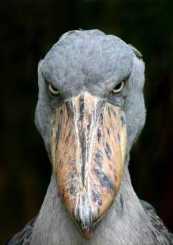 young-anarchist:  sixpenceee:  This is a shoebill also known