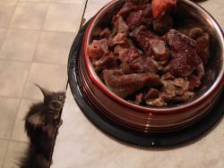 redandblackcats:  Today’s menu: beef, beef heart, lamb lung,