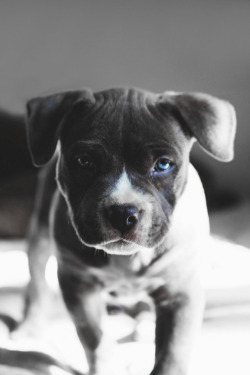 envyavenue:  Blue Pitbull