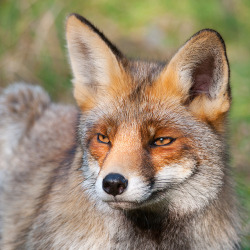 theanimalblog:  Fox Like a Model. Photo by rob_janne