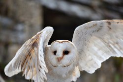 featheroftheowl:  Barn Owl by lottefotografie 