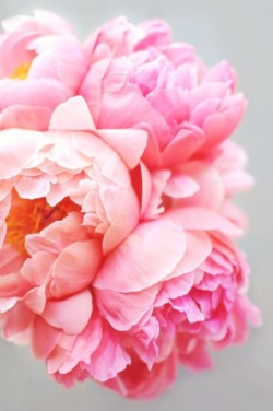 My favorite. … peonies