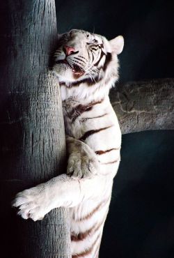 brutalgeneration:  Tumblr on We Heart It - http://weheartit.com/entry/63252300/