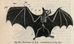 nemfrog:  Fig. 251. Skeleton of bat. Animal physiology.1859.