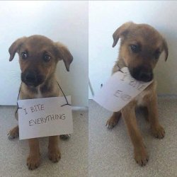 awwww-cute:  THIS IS ADORABLE (Source: http://ift.tt/2fRuhl7)