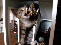 catsbeaversandducks:  10 Cats Who Are Breaking Into Doll Houses“I