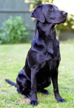 handsomedogs:  Beautiful Bella, posing! ❤️