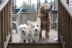 handsomedogs:  Oliver, Ricky and Ginger
