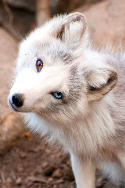 earthdaily:  earthdaily: Fox & Twist by Sean Gordon on Flickr.