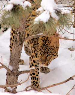 funkysafari:  Amur leopard on the prowl   by puckster55pics