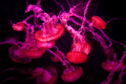 mooonjellies:jmhuttun  