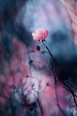 blooms-and-shrooms:  romantic rose by ajkabajka 