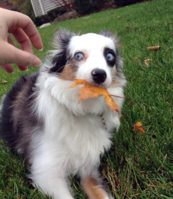 tastefullyoffensive:  Leaf me alone. [via] 