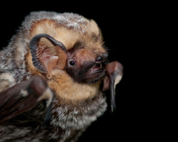 battime:  Lasiurus cinereus - Hoary Bat   Photos by Daniel Neal