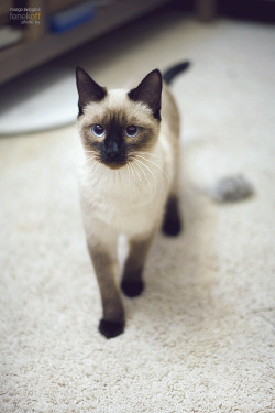 crooked-crown:  Cutie patootie. 