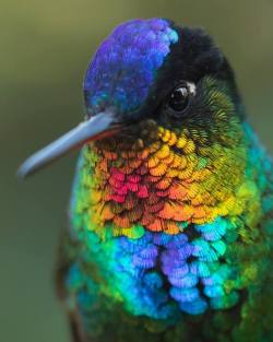 quiet-nymph:  Fiery-throated Hummingbird, Costa Rica by  Jess