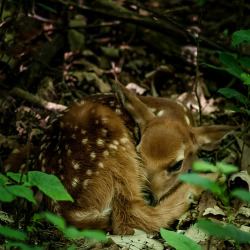 deer, dreaming