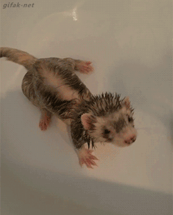 gifak-net:  video:   Ferret Relaxes in Bathtub     my babies~