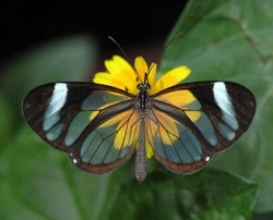 sixpenceee:Glasswing Butterfly is a brush-footed butterfly which