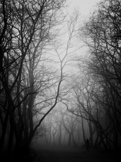 nameless-dead:  foggy morning 