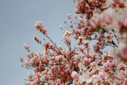 courtneymolyneaux: Magnolia