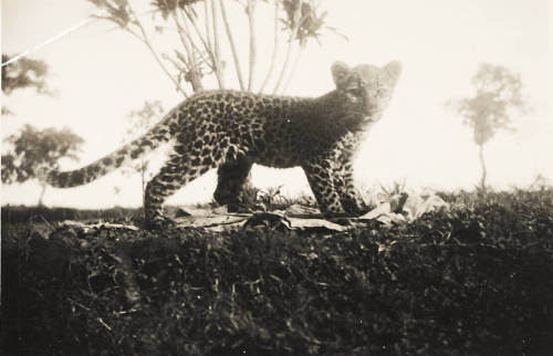 ukpuru:  Leopard cub, in a photo album by Methodist missionaries