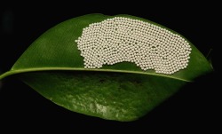 sinobug:  Life imitating art…. Insect Eggs  by Sinobug (itchydogimages)