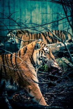 0rient-express:  Feeding time with the tigers | by Lise Ulrich.