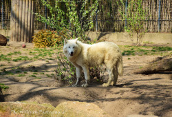 thewolfnessphotography: Arctic Wolves in Berlin Zoo