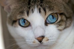 archiemcphee:  These awesome cats all share the same genetic