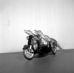 Two young crocodiles on a model motorcycle and sidecar, 1955.