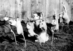 denisebefore:laundry day newswire/getty 1933