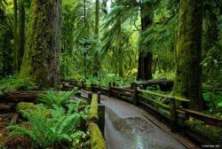 tokarphoto: Lush forests of green…  Cathedral Grove,MacMillan