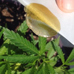 shine-my-way:  Rosin life 25/8, SOLVENT LESS 4life. All these