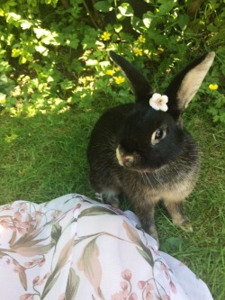 katsworldaway:  loveforrabbits: fairywingstea:  enjoying this rare english sunshine with bonnie ♡    I JUST DIED OF CUTENESS.   @dustidustbunni