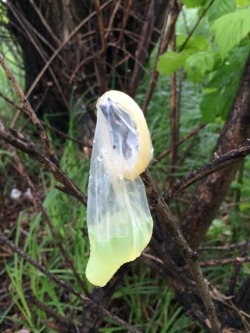 usedcondomss:  Again…peeing in condoms and throwing them away