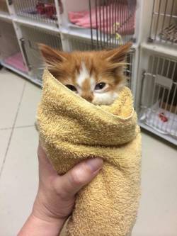 awwww-cute:  My local animal shelter posted this little purrito