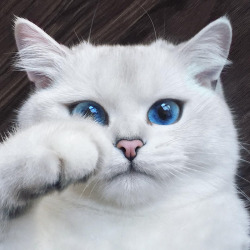 boredpanda:    This Cat Has The Most Beautiful Eyes Ever    