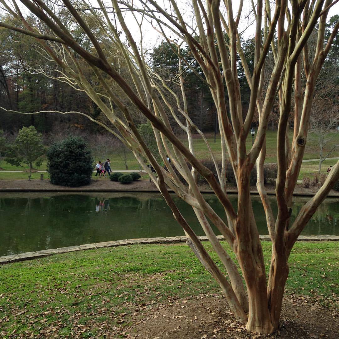 <p>Crape myrtles even look great without leaves. #clt</p>