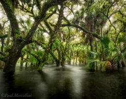 rivertrickster:  Flooded hammock at Myakka River State Park by Paul