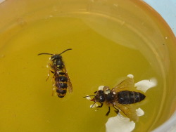 hierarchykills:  panteha:  ”once, I saw a bee drown in honey,
