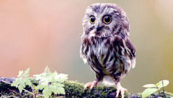 knowledgethroughscience:  Baby owls have sleep patterns similar