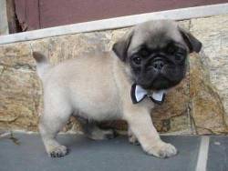 these-times-shall-pass:  baby animal posts daily