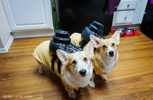 gatsbyadventures:  Who you gonna call? Corgbusters! 