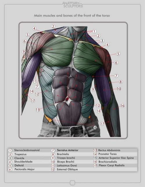 anatoref:  The Male TorsoTop ImageRow 2 - 5Row 6Bottom Image 