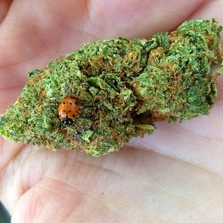 weiliicayote:  Ladynug 