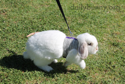 dailybunny:  Bunny Explores the Park More at today’s Daily